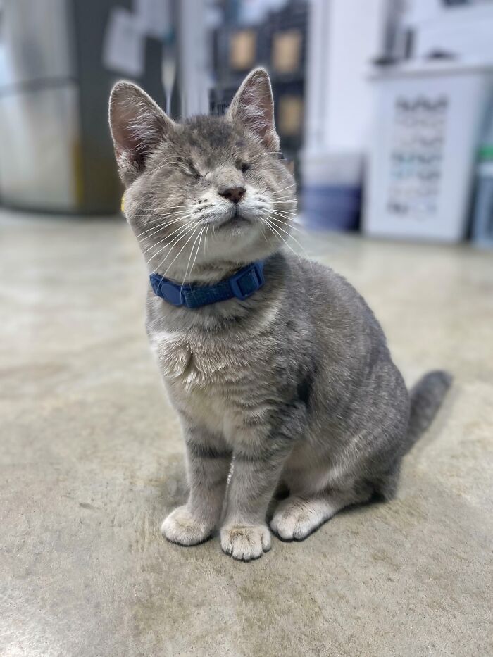 Blind gray tabby cat wearing a blue collar sitting on floor, one of the animals saved and given a second chance in life