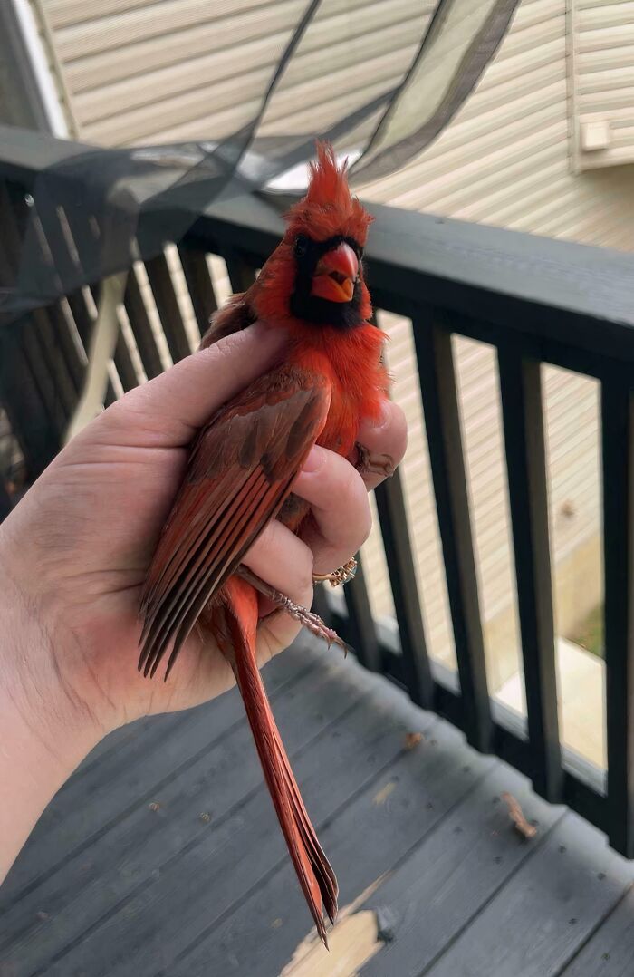 A rescued red cardinal bird held gently in a hand, representing animals saved from awful conditions and given a second chance.