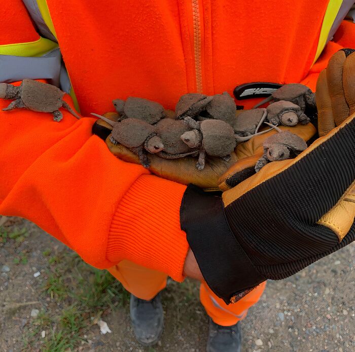 Person in bright orange jacket and gloves holding several rescued baby turtles given a second chance in life.