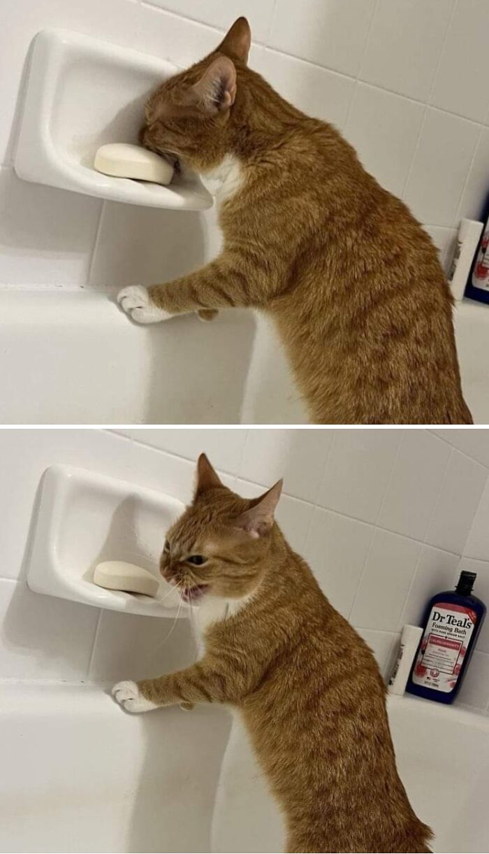 Orange tabby cat tasting soap in two images, showing funny regret moments after a bad decision.