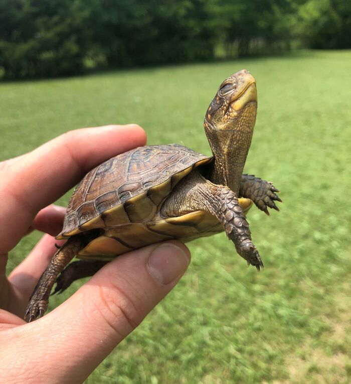 Small turtle being gently held outdoors, representing animals saved from awful conditions and given a second chance in life.