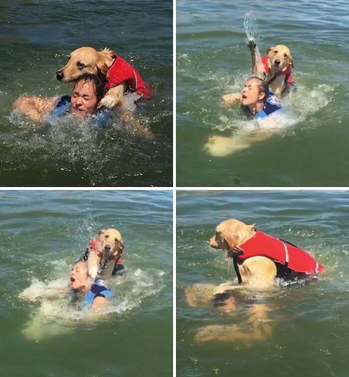 Golden retriever in a life jacket struggling with a person in water, capturing funny regret moments in the lake.