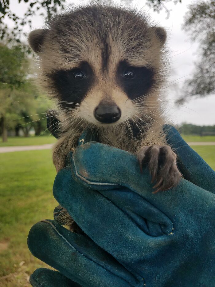 Close-up of a rescued raccoon being gently held wearing protective gloves, showcasing animals saved and given a second chance.