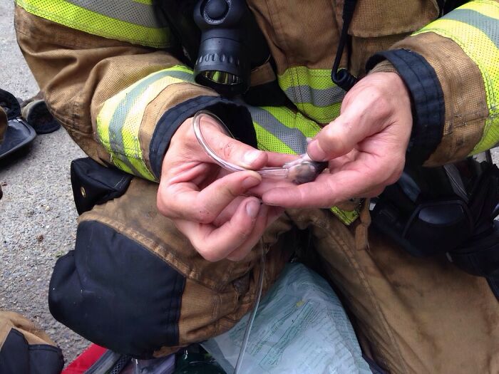 Firefighter in protective gear gently holding a tiny rescued animal, symbolizing animals saved from awful conditions and given a second chance