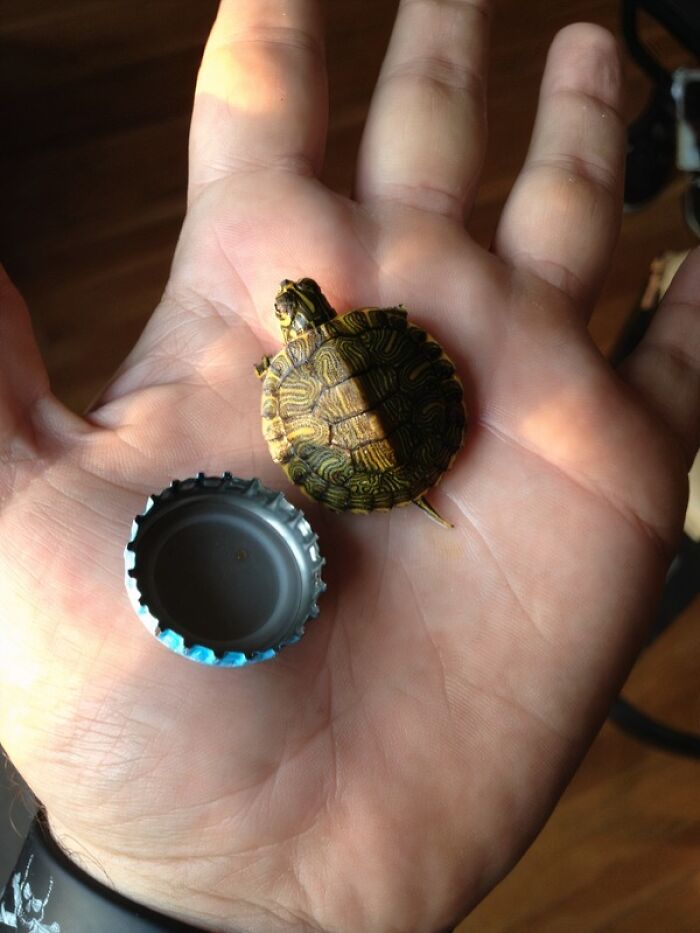 Tiny rescued turtle resting in a hand next to a bottle cap showing a second chance for animals saved from awful conditions