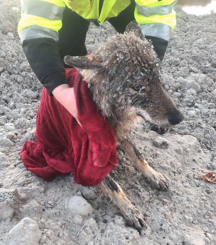 Rescuer drying a muddy dog wrapped in a red towel, showing animals saved from awful conditions with a second chance.