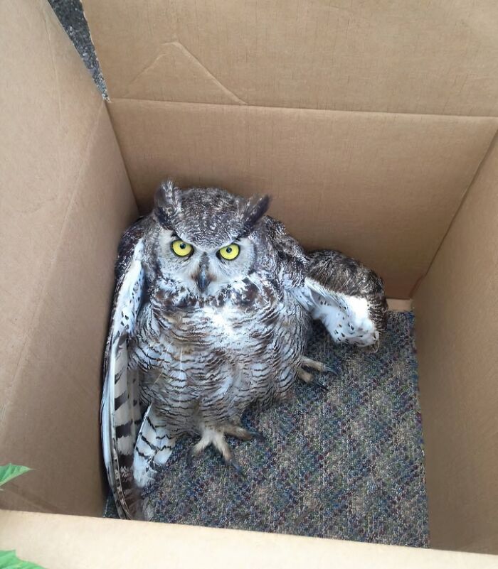 Owl with bright yellow eyes resting inside a cardboard box, one wing slightly raised, symbolizing animals saved and given a second chance.