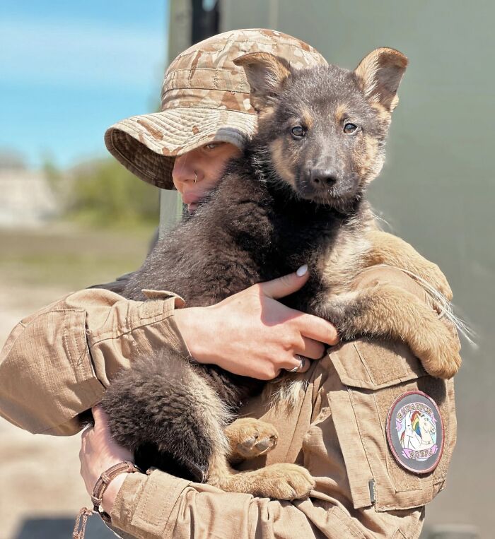 Person in military uniform holding a rescued German Shepherd puppy symbolizing animals saved from awful conditions and given a second chance