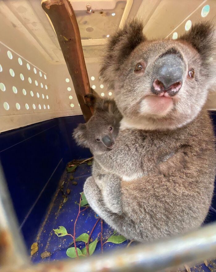 Koala and baby inside a rescue carrier showing animals saved from awful conditions with a second chance in life.