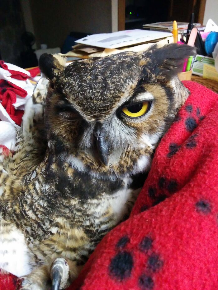 Close-up of a rescued owl resting on a red blanket, showing bright yellow eye and detailed feathers after being saved.