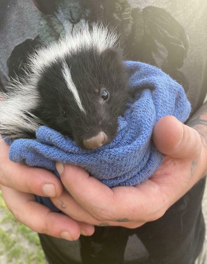 Small skunk wrapped in a blue cloth, showing animal rescue and second chance in life from awful conditions.