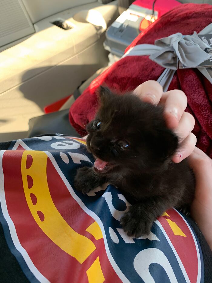 Tiny black kitten being comforted by a hand after being saved and given a second chance in life.