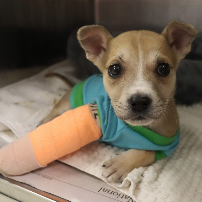 Small dog with a leg cast wearing a blue shirt resting after being saved from awful conditions and given a second chance.