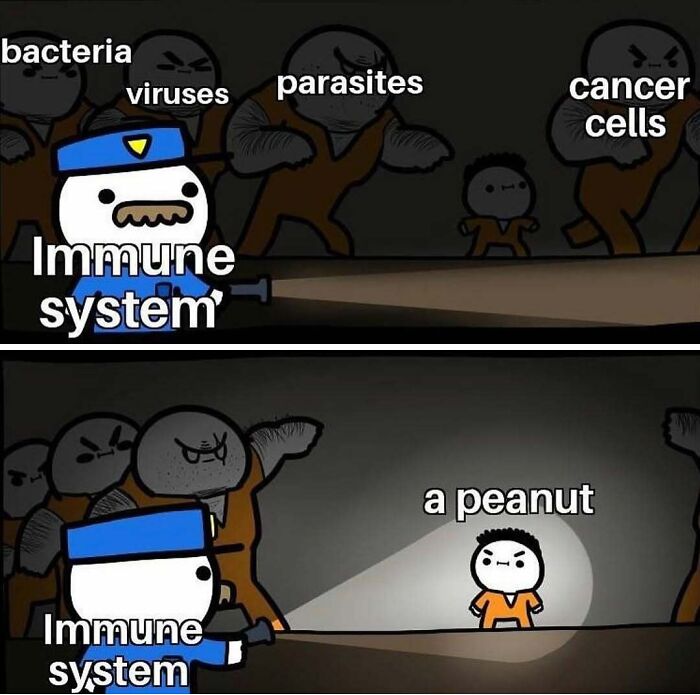Immune system fighting bacteria, viruses, parasites, cancer cells, but struggling with a peanut allergen in a humorous meme.