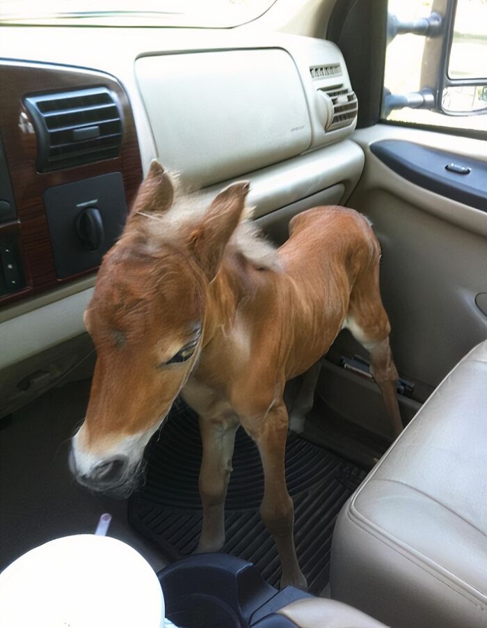 A rescued foal inside a vehicle, symbolizing animals saved from awful conditions and given a second chance in life.
