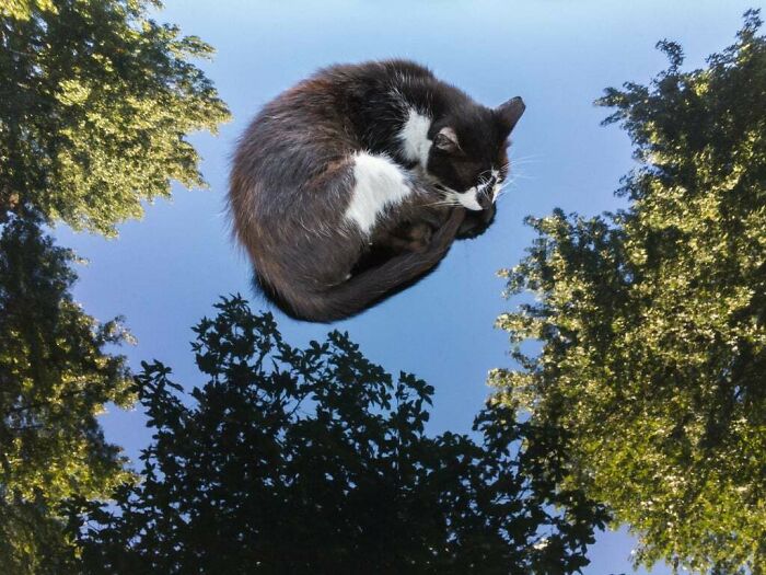 Cat curled up appearing to float in sky reflection surrounded by trees in an unedited photo that might mess with your brain