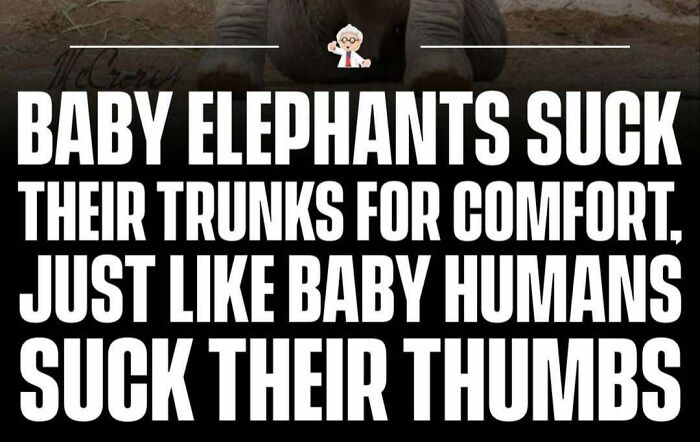 Baby elephants suck their trunks for comfort, a wholesome fact from interesting stories around the world.