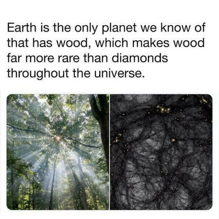 Amazing photos: A split image showing a sunlit forest on the left and a dark, cosmic web-like structure on the right.