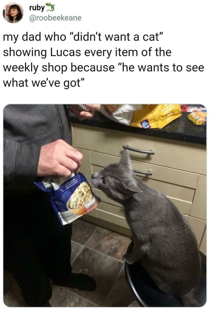 Dad showing weekly groceries to gray cat, capturing a moment from 68 dads and the pets they swore they never wanted.