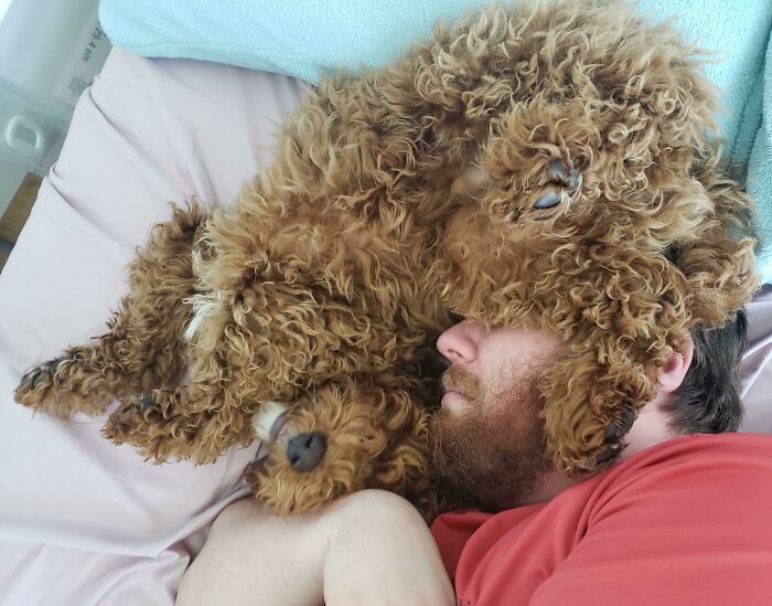 Man cuddling with his curly brown dog on a bed, showing the bond between dads and the pets they love.