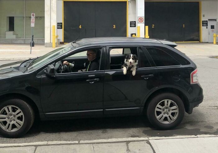 Man driving a black SUV with a happy dog sticking its head out the window, showcasing dads and pets bonding moments.