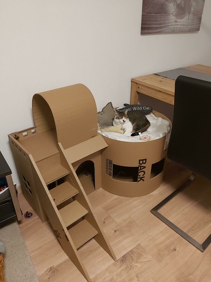 Cat resting in a cardboard pet house with stairs, showcasing a dad's love for pets he once never wanted.