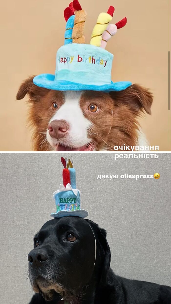 Two dogs wearing birthday hats showing hilarious differences in products ordered from cheap websites.