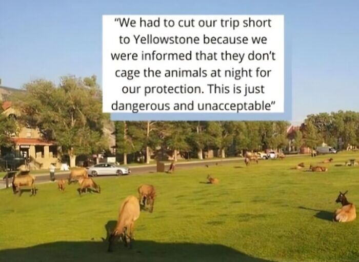 Herd of elk grazing on a green field near parked cars, highlighting entitled Karens missing a sense of shame.