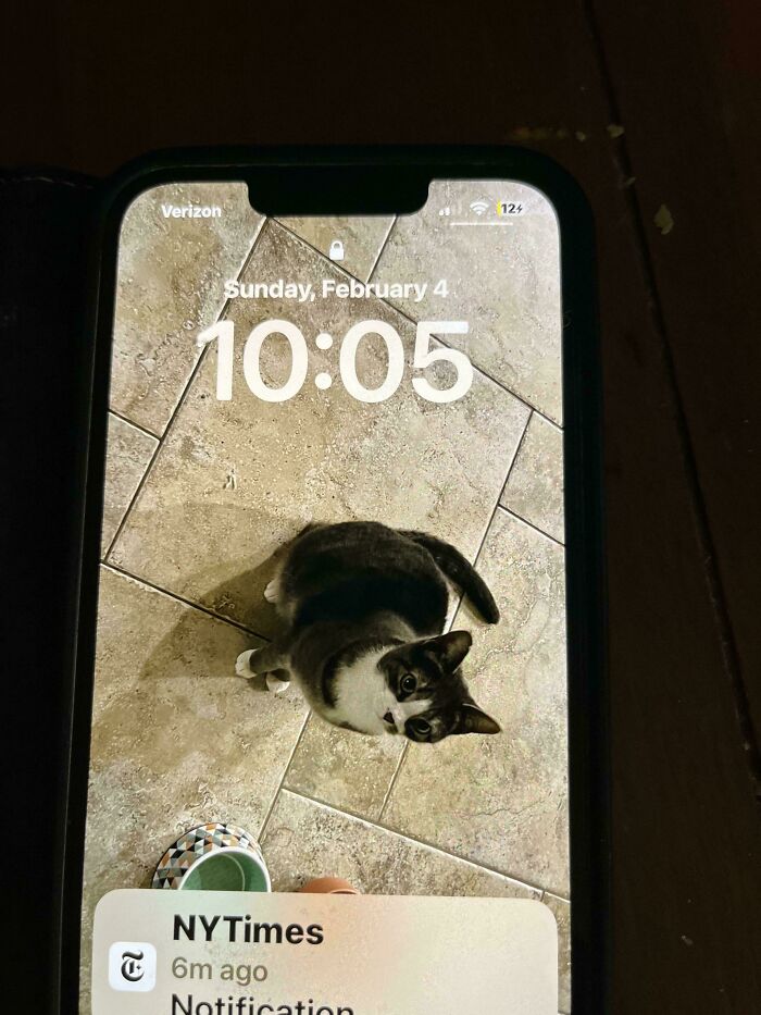 Smartphone screen showing a cat on tile floor, illustrating dads and the pets they swore they never wanted but now love.