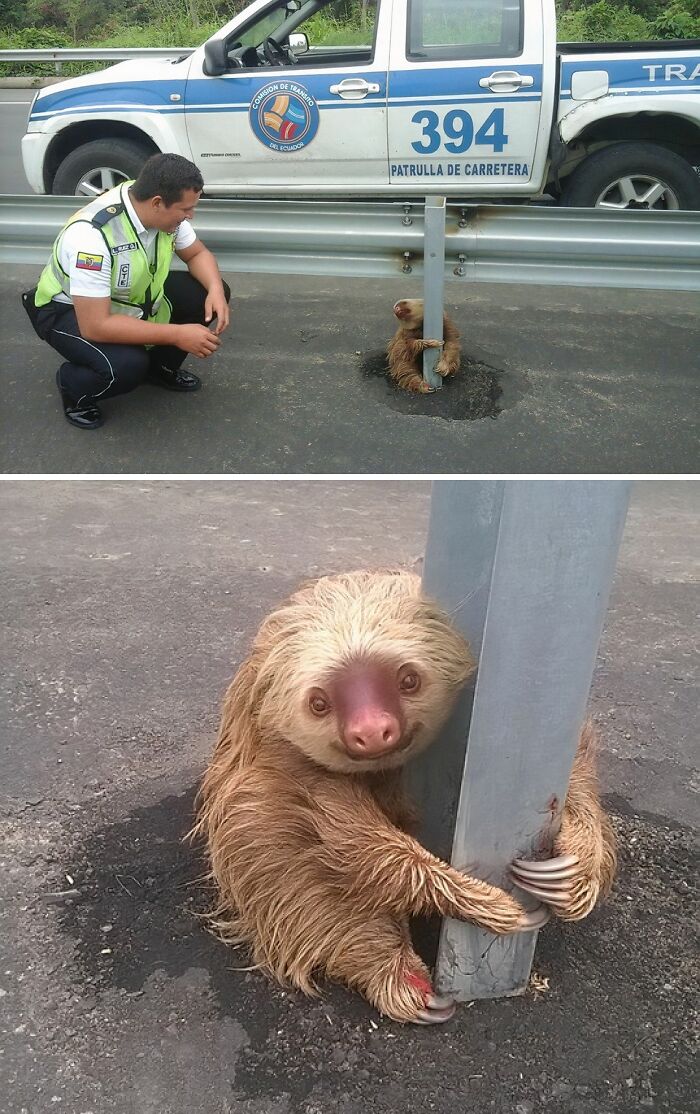 Police officer rescuing a sloth stuck in asphalt, showcasing animals saved from awful conditions with a second chance in life.