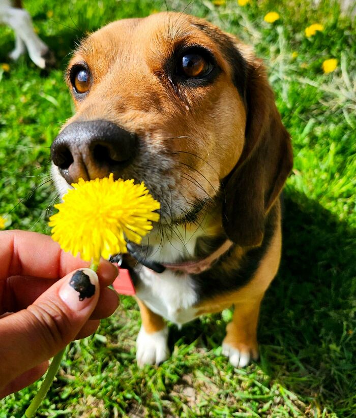 Close-up of a dog sniffing a yellow flower outdoors, capturing a charming daycare moment for dog owners.