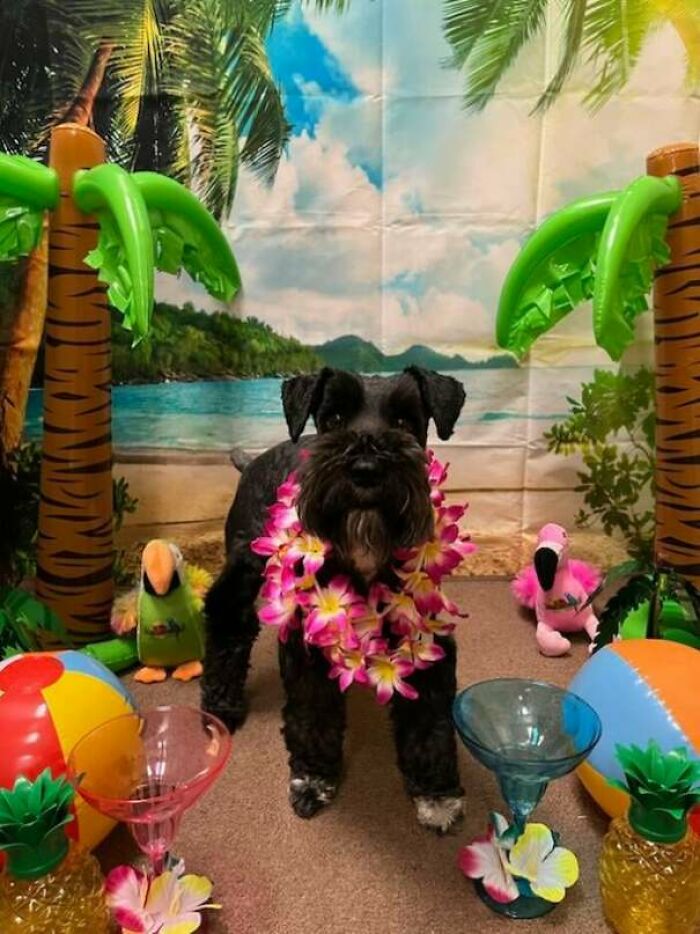 Small black dog wearing a floral lei in a tropical daycare setting with inflatable palm trees and beach balls.