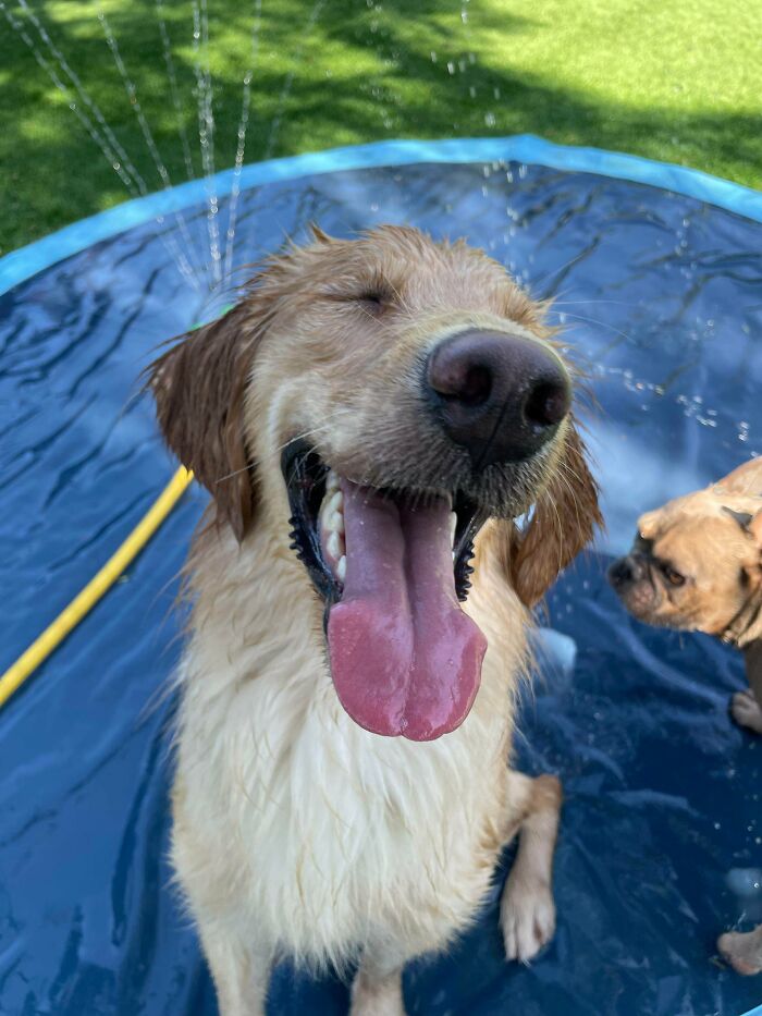 Happy golden retriever enjoying water play at daycare while another small dog watches nearby on a sunny day.