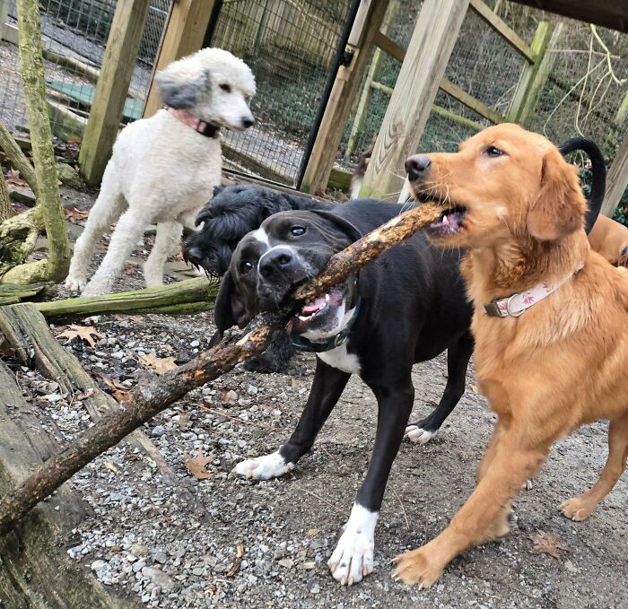 Three dogs playing together with a large stick outdoors, capturing fun daycare moments for dog owners.