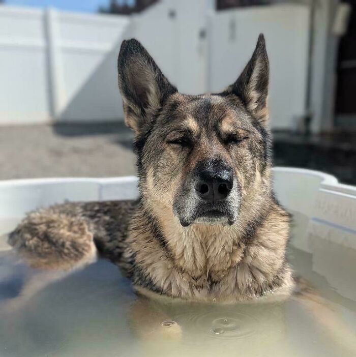 German Shepherd relaxing in a small pool enjoying a peaceful moment at dog daycare on a sunny day.
