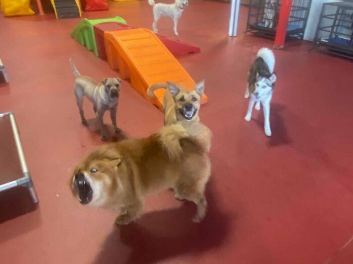 Four dogs playing inside a daycare facility with colorful play equipment and a red floor, capturing fun daycare moments.