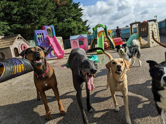 Several dogs playing happily in an outdoor daycare playground with slides and tunnels on a sunny day