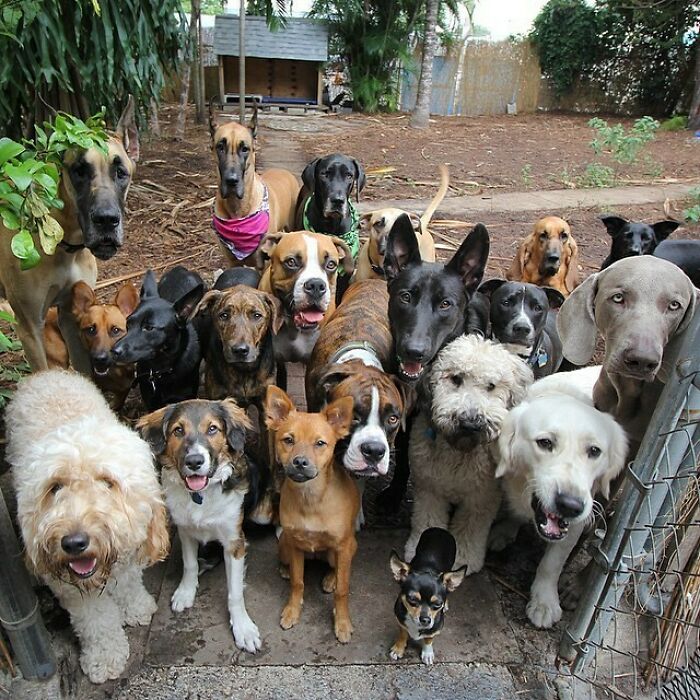 Group of happy dogs at a daycare posing together outdoors, showcasing joyful moments shared by dog owners at daycare.