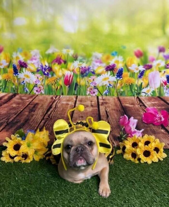 French bulldog in a bee costume lying on grass with flowers, capturing a cute daycare moment for dog owners.