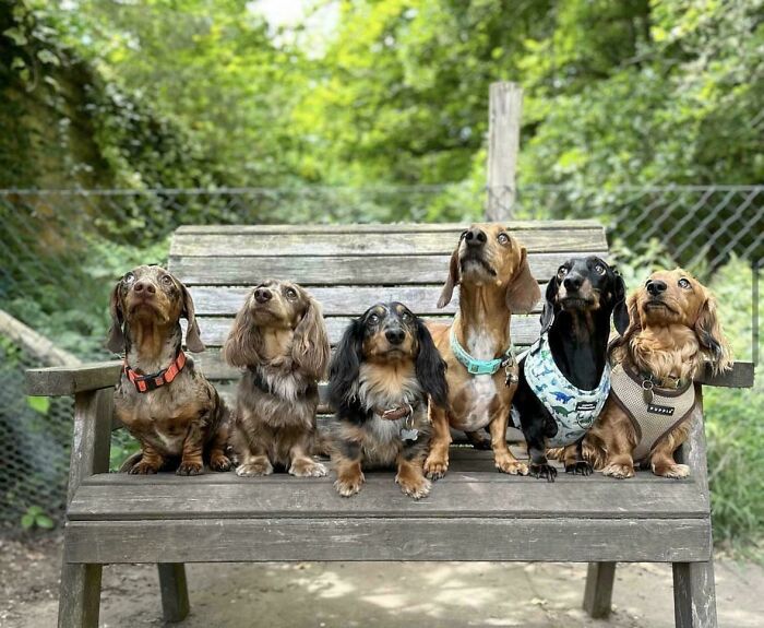 Six dachshunds sitting on a wooden bench outdoors, showcasing adorable daycare moments shared by dog owners.