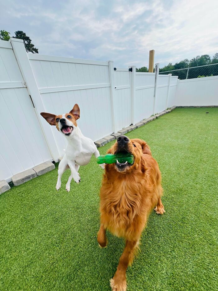 Two dogs playing with a green toy in a fenced daycare yard, capturing joyful daycare moments for dog owners.