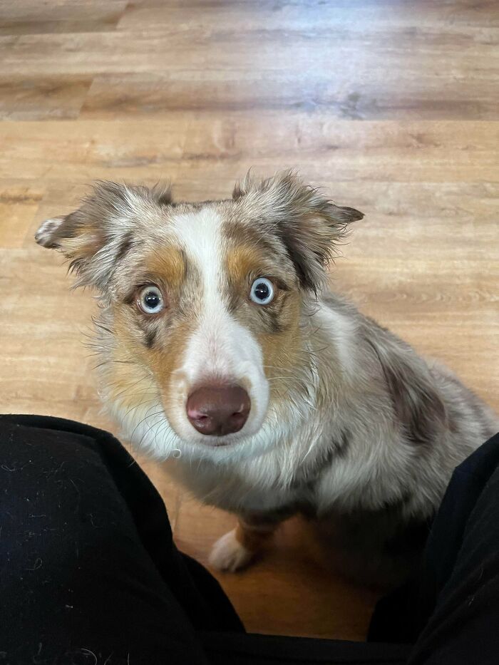 Dog with blue eyes looking up at the camera indoors, capturing a candid moment of daycare for dog owners.