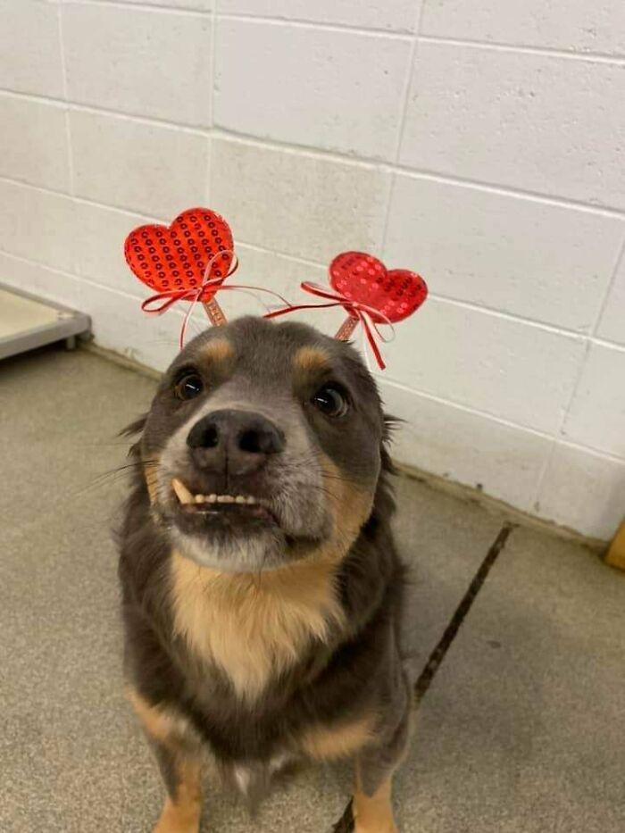 Happy dog wearing red heart headband, sharing one of the best daycare moments captured by dog owners.