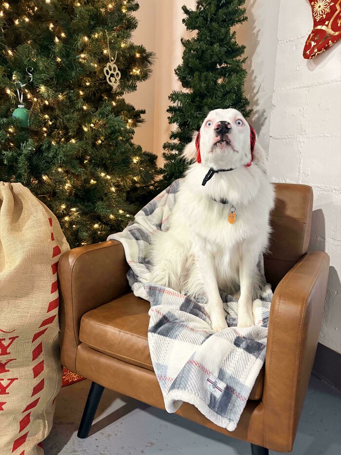 White dog with blue eyes wearing red ear warmers sitting on a brown chair with a blanket during a daycare moment.
