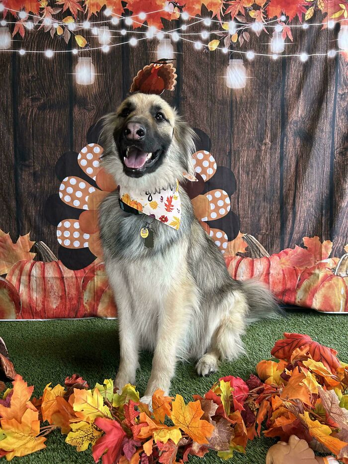 Happy dog at daycare dressed for autumn with fall leaves and festive turkey backdrop celebrating seasonal moments.