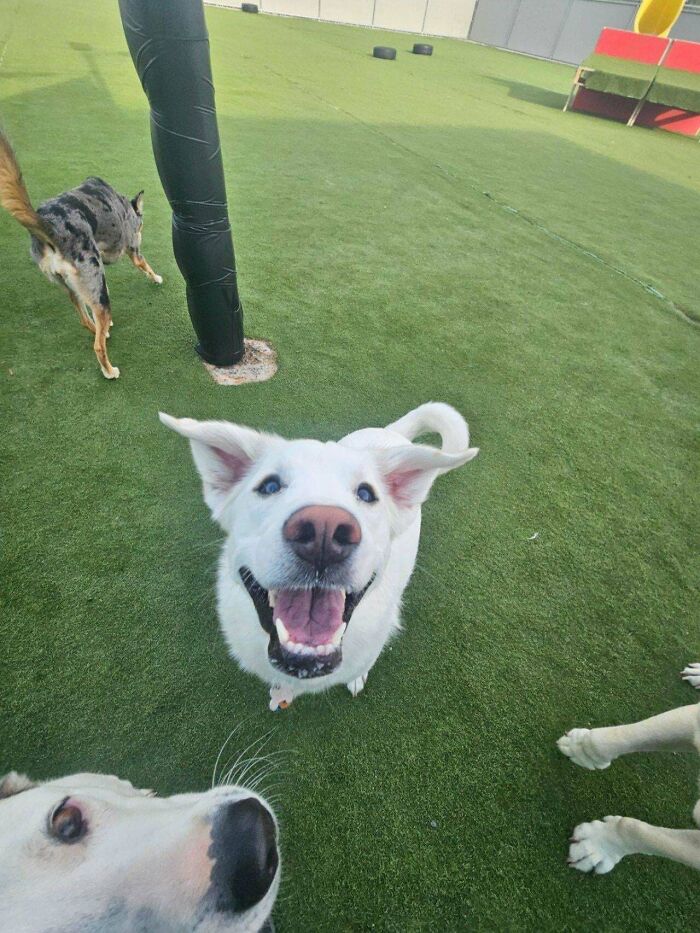 Happy white dog playing with other dogs on green grass at a busy dog daycare facility outdoors.