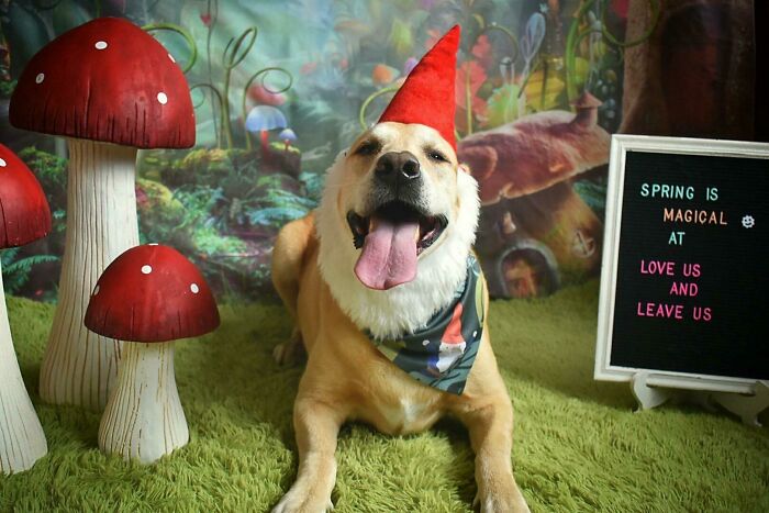 Happy dog wearing a red party hat at daycare, surrounded by decorative mushrooms and a sign about spring magic.