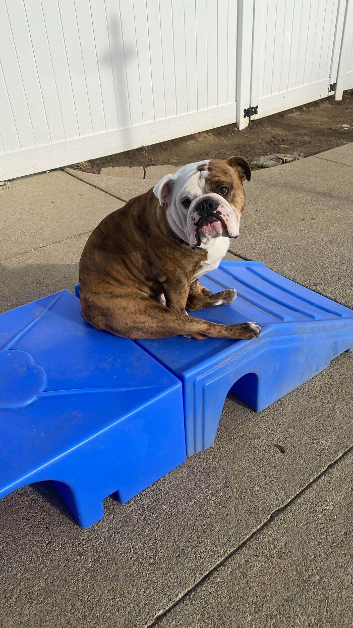 Bulldog sitting on blue playground equipment outdoors at dog daycare, enjoying a sunny day with concrete and fence background.
