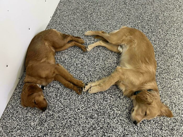 Two dogs lying on a speckled floor with paws touching, forming a heart shape in a cute daycare moment.