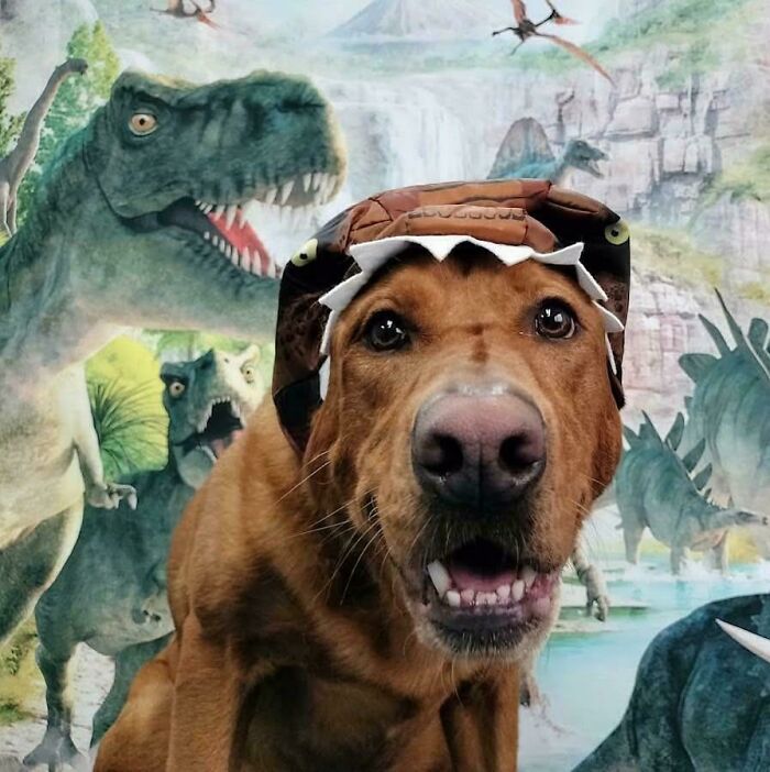 Dog wearing a dinosaur costume at daycare with a playful expression and a colorful dinosaur-themed background.